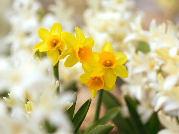 Najpiękniejsze kwiaty wiosenne - jakie kwiaty warto posadzić w ogrodzie